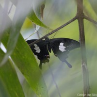 Papilio helenus Linnaeus, 1758